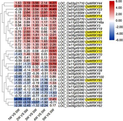 OsWRKY93 Dually Functions Between Leaf Senescence and in Response to Biotic Stress in Rice